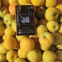 河北辛集麦黄杏大黄杏菜籽黄5月份大量上市