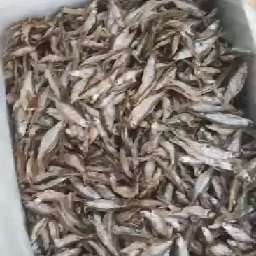 鱼干