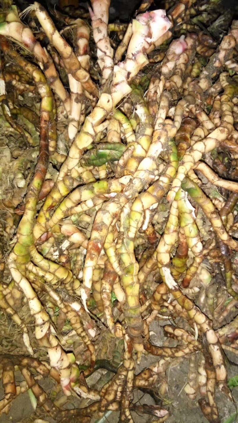 优质高含量石菖蒲干货