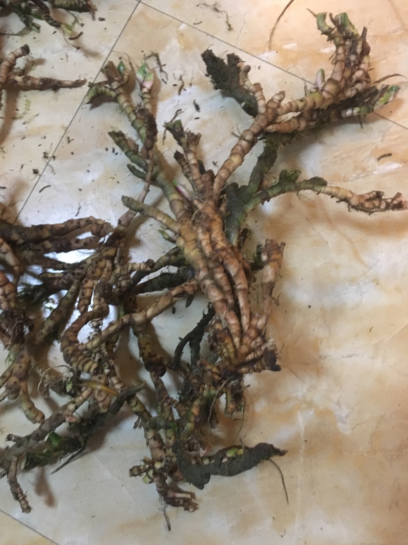 优质高含量石菖蒲干货