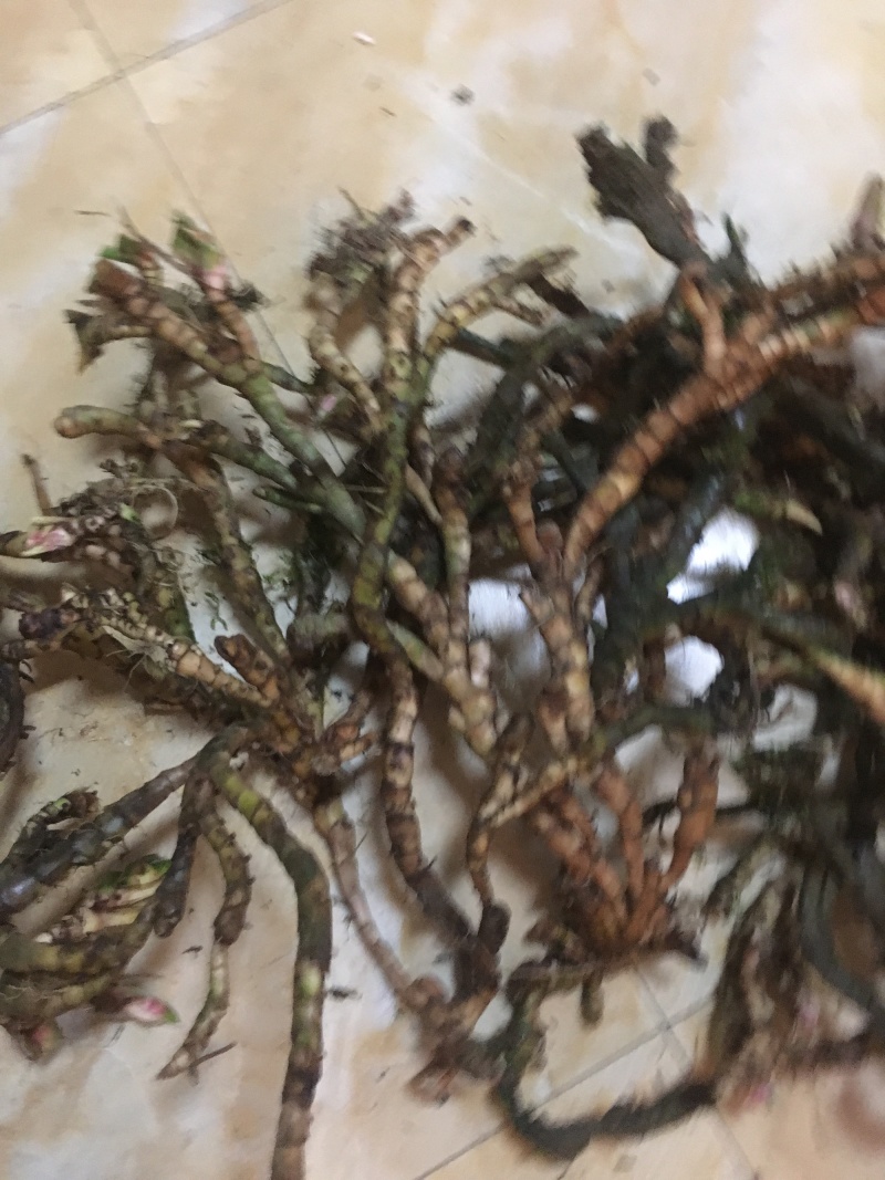 优质高含量石菖蒲干货