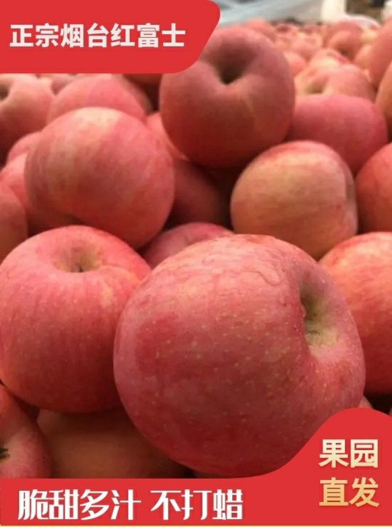 山东苹果红富士苹果对接商超电商出口团购市场