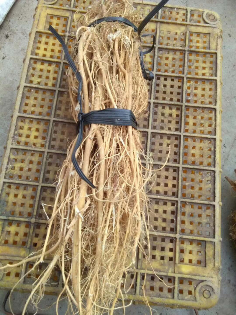 石参根【包邮】三斤起发货可批量可零售量大从优