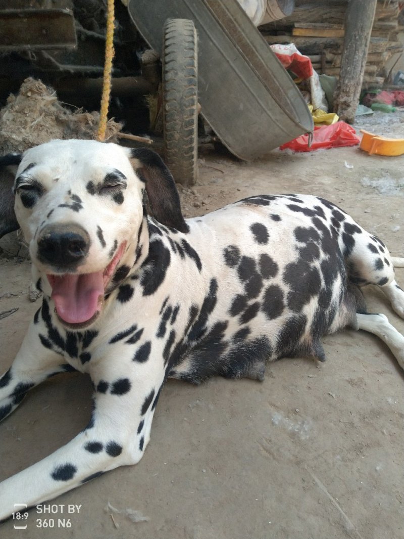 斑点狗又名大麦盯犬，短毛！性格温顺！外观美！