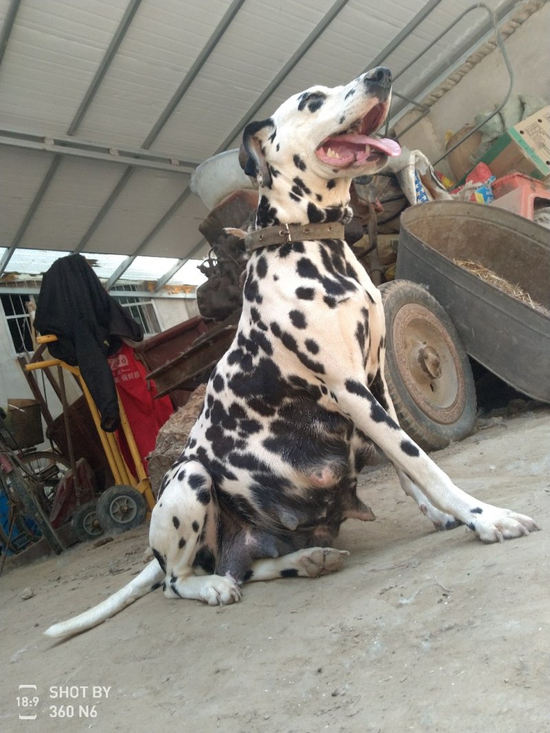 斑点狗又名大麦盯犬，短毛！性格温顺！外观美！