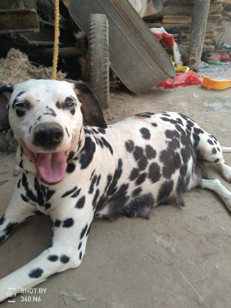 斑点狗又名大麦盯犬，短毛！性格温顺！外观美！