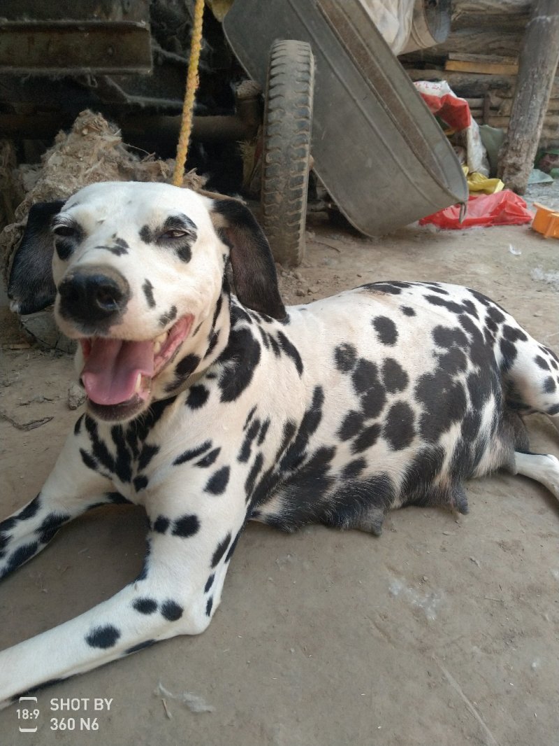 斑点狗又名大麦盯犬，短毛！性格温顺！外观美！