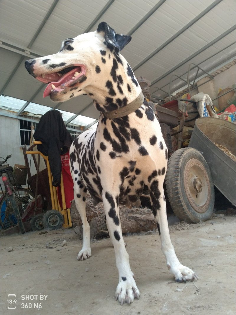 斑点狗又名大麦盯犬，短毛！性格温顺！外观美！