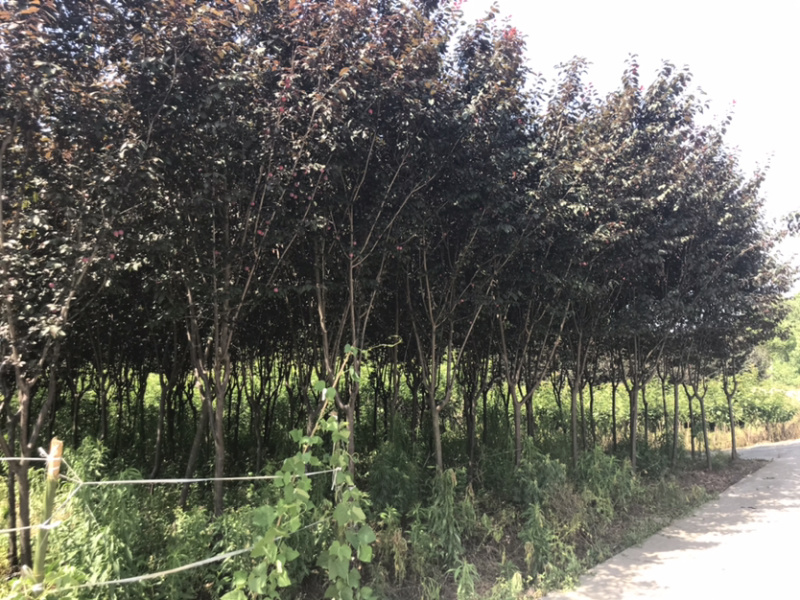 红叶李5到10公分移栽熟货，基地直销，价格合理。