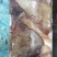鱿鱼尾新鲜现切鱿鱼耳，鱿鱼翅，鱿鱼大鱿鱼尾鲜度好份量足