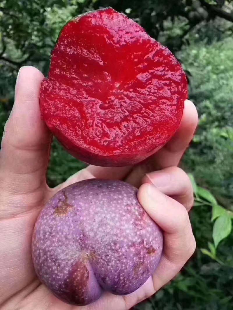 正宗钱排三华李