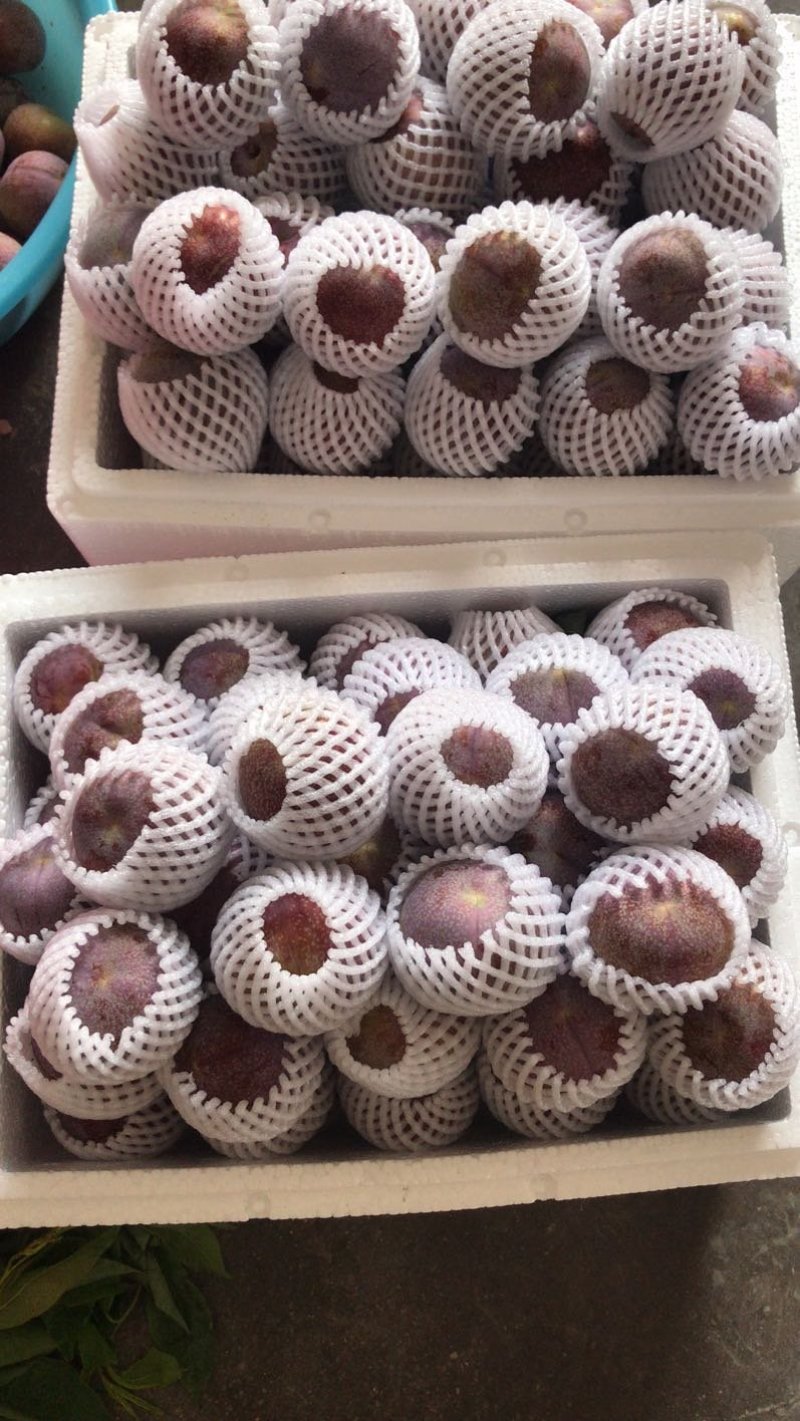 正宗钱排三华李