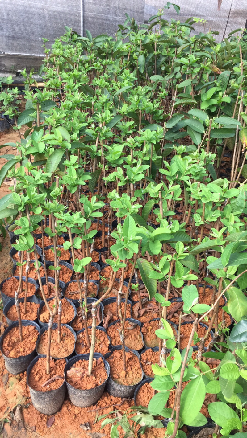 番石榴苗珍珠白肉红心芭乐红宝石番石榴苗杯苗