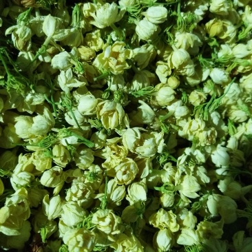 茉莉干花