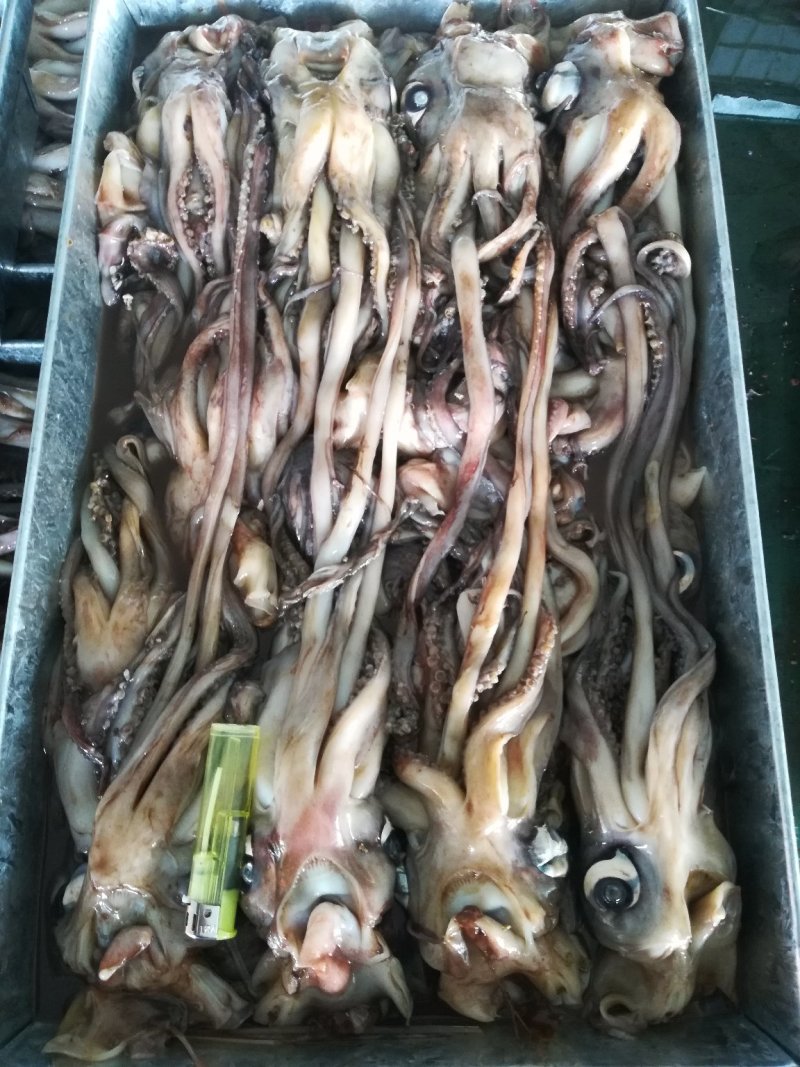 鱿鱼须鱿鱼头秘鲁鱿鱼头秘鲁鱿鱼赤道鱿鱼