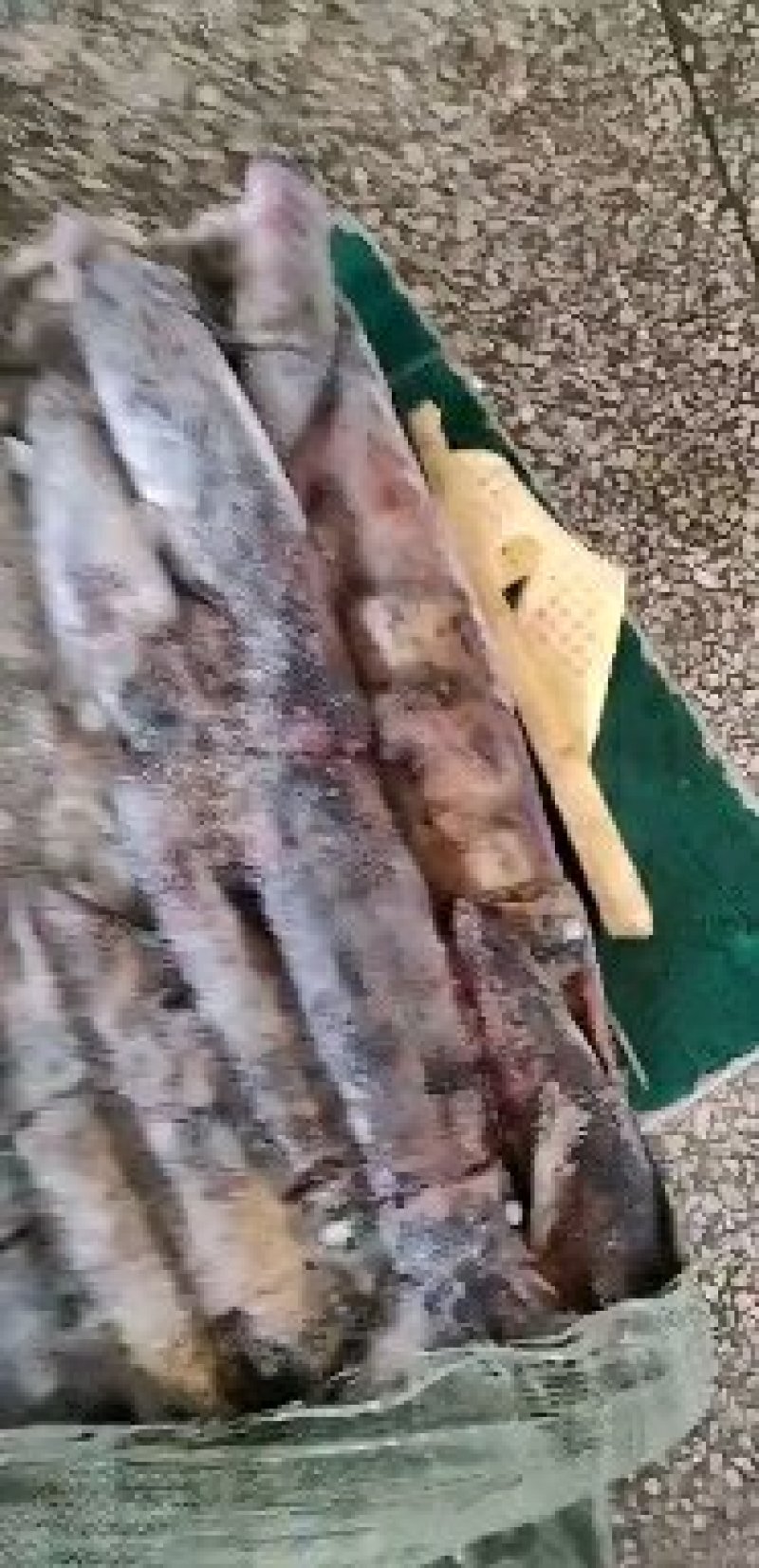 灯光海捕南海红鱿，烧烤摊**