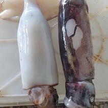 灯光海捕南海红鱿，烧烤摊**