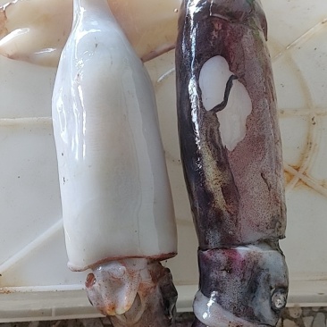 灯光海捕南海红鱿，烧烤摊**