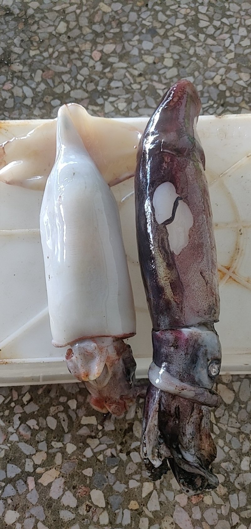 灯光海捕南海红鱿，烧烤摊**