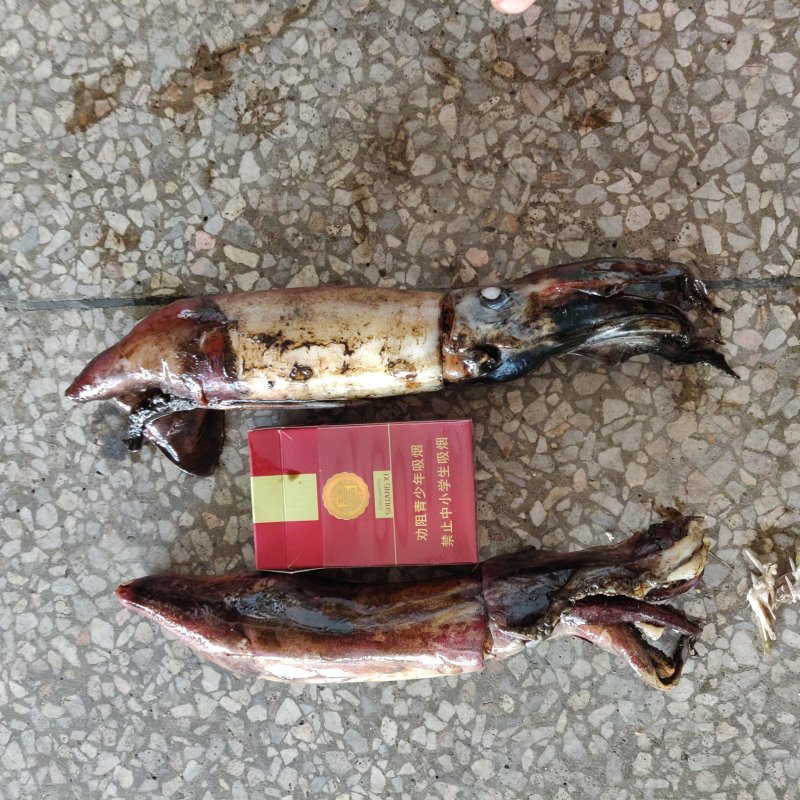 灯光海捕南海红鱿，烧烤摊**