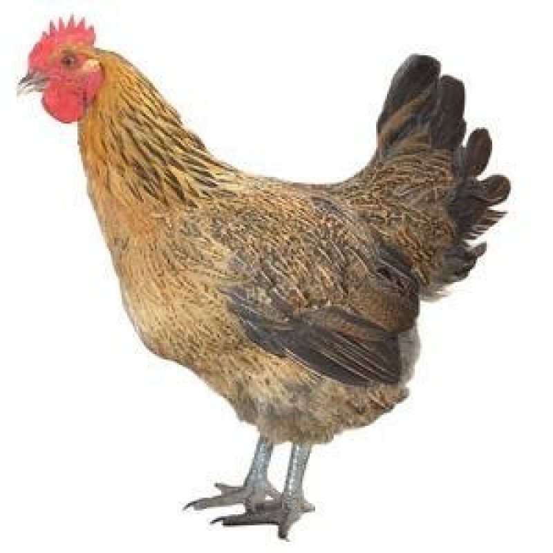 大种青脚麻、铁脚麻鸡苗厂家直销、质量保证包运输成活