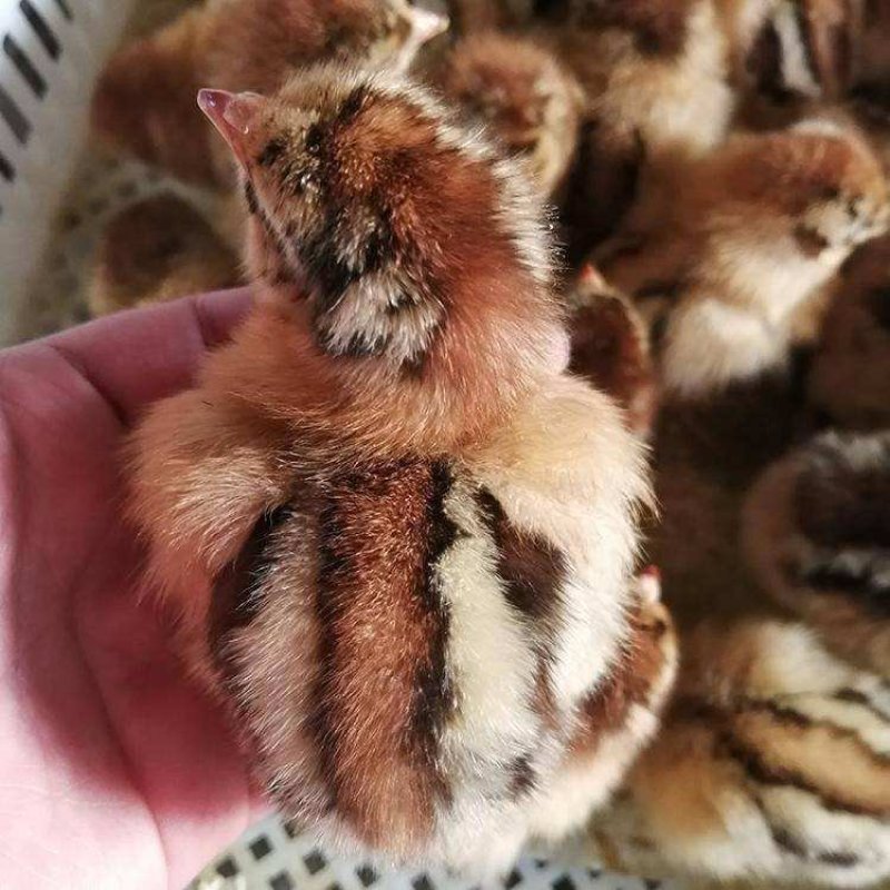 大种青脚麻、铁脚麻鸡苗厂家直销、质量保证包运输成活