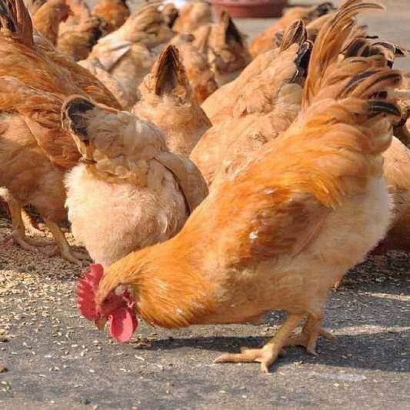 优质快大黄鸡苗厂家直销、质量保证包运输成活