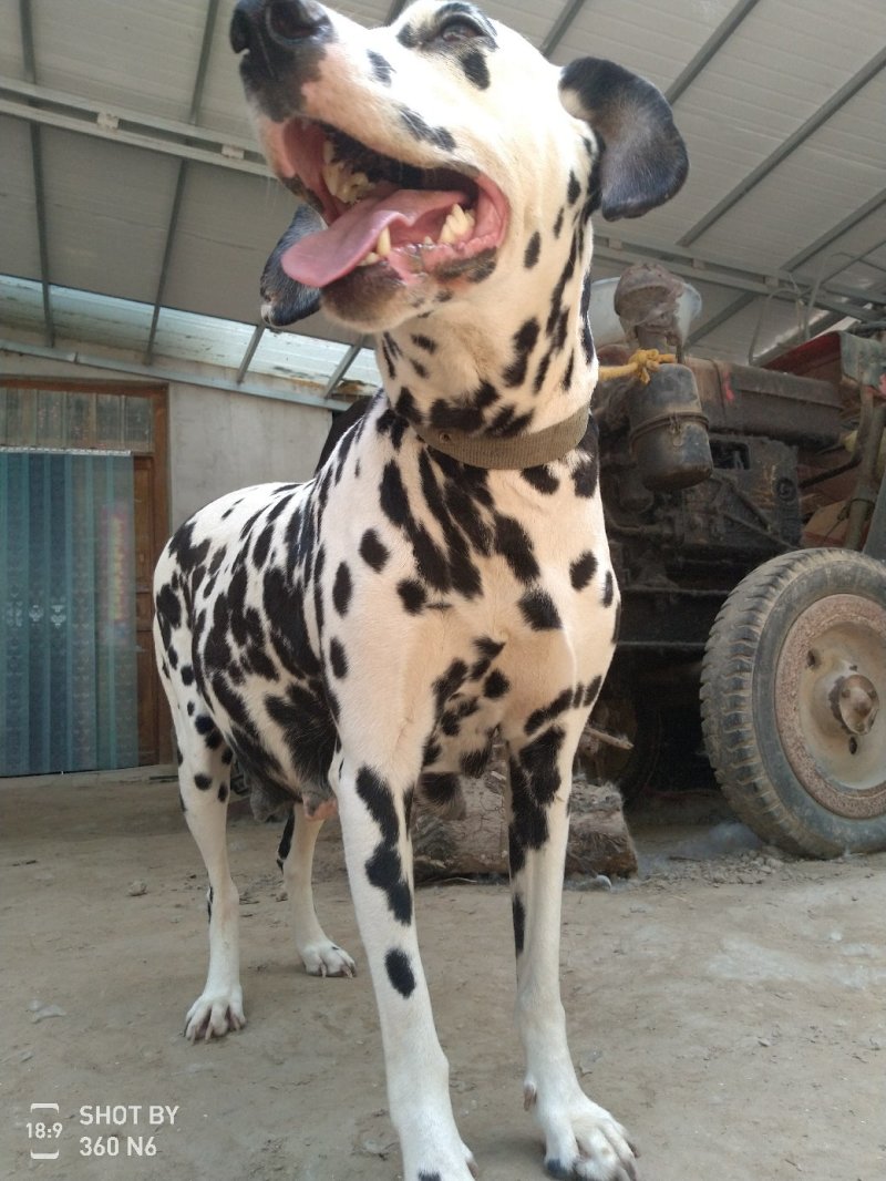 斑点狗，又名大麦盯犬，短毛，温顺，外观美！