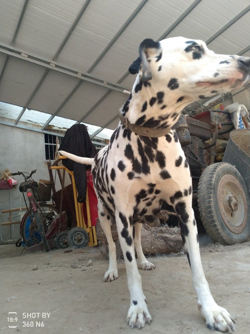 斑点狗，又名大麦盯犬，短毛，温顺，外观美！