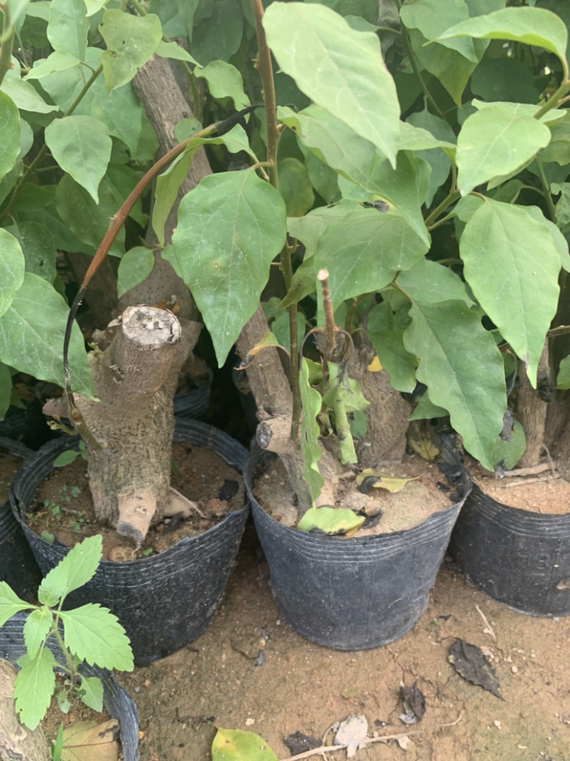 三角梅植条大量库存库存大量各类品种