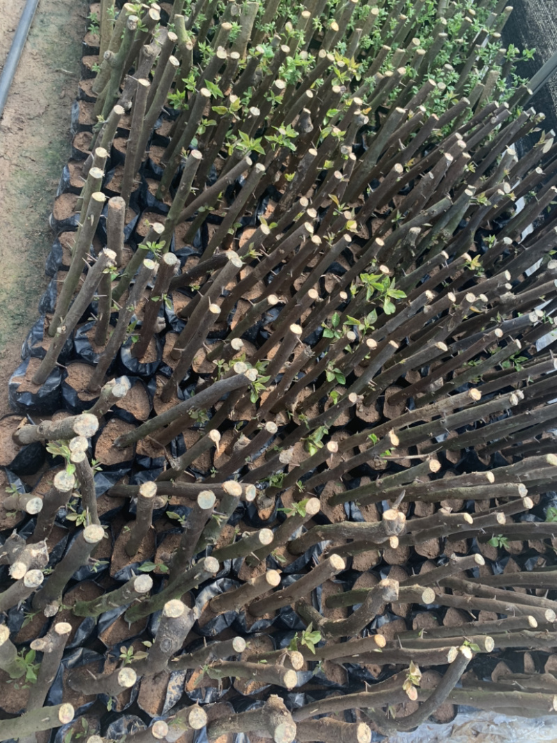 三角梅植条大量库存库存大量各类品种