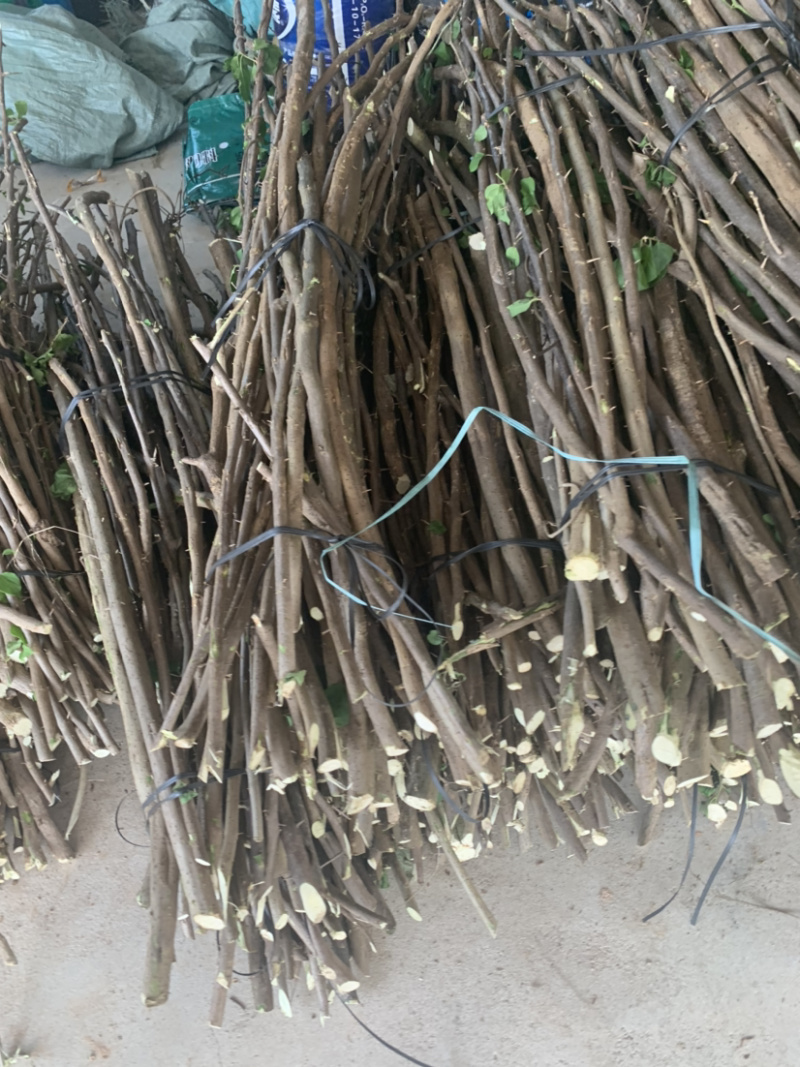 三角梅植条大量库存库存大量各类品种