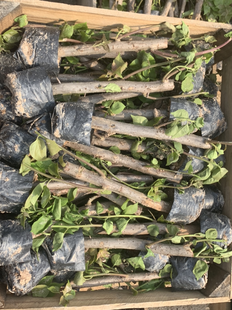 三角梅植条大量库存库存大量各类品种