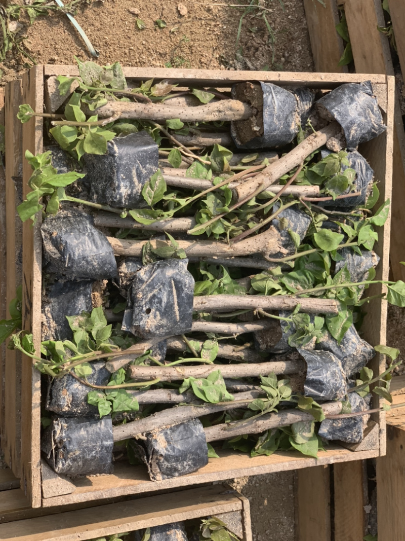 三角梅植条大量库存库存大量各类品种