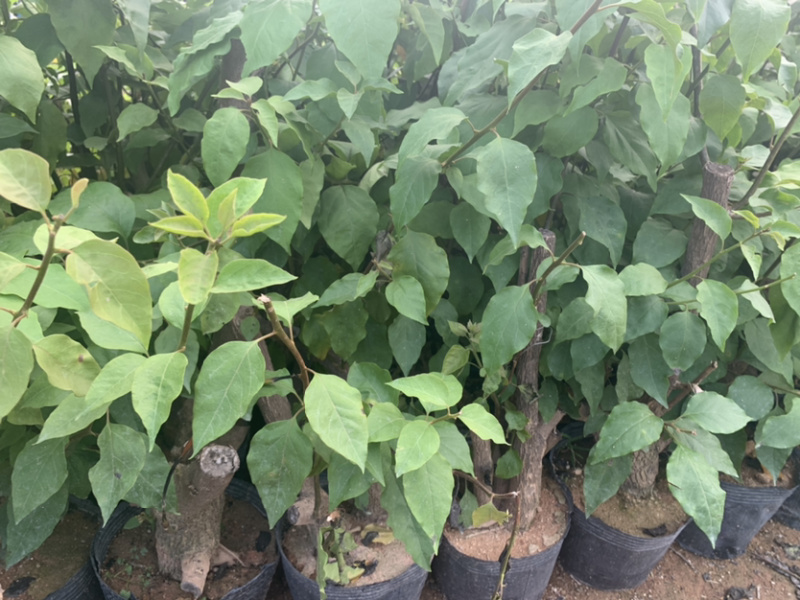 三角梅植条大量库存库存大量各类品种