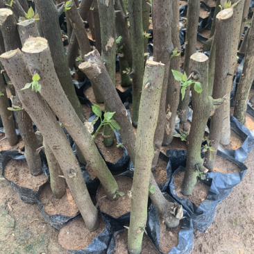 三角梅植条大量库存库存大量各类品种