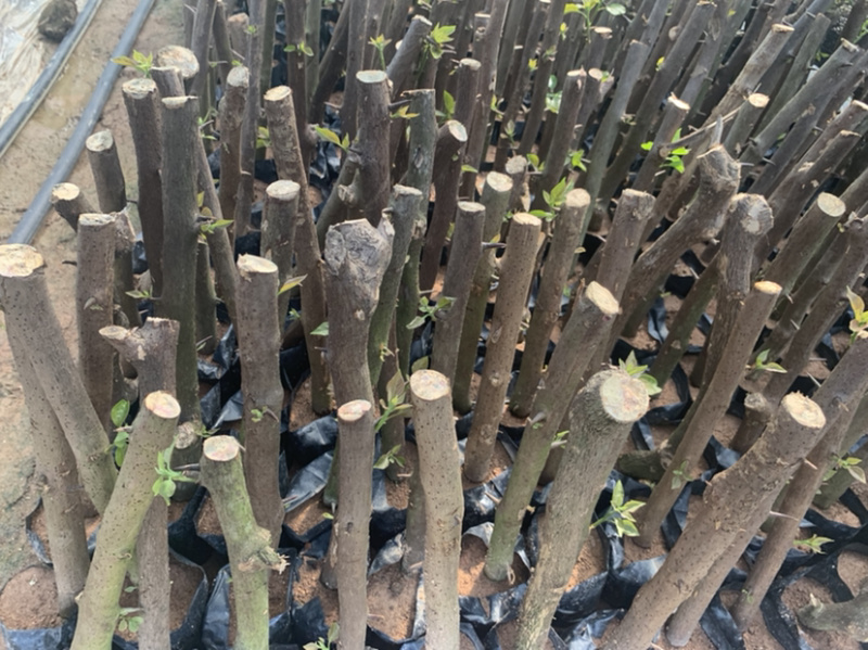 三角梅植条大量库存库存大量各类品种