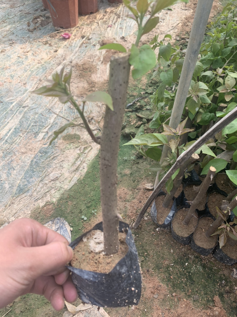 三角梅植条大量库存库存大量各类品种