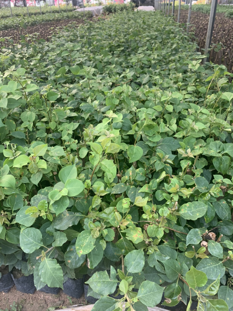 三角梅各种颜色均有库存大量价格实惠