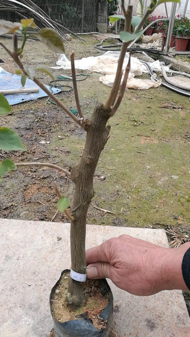 三角梅库存大量各种颜色均有价格实惠库存多