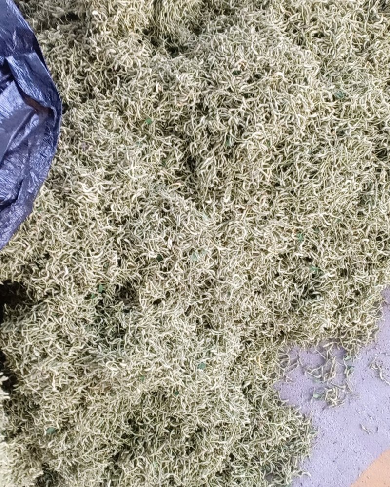 青货金银花，沂蒙山山区里的优质金银花，批发零售，产地直发