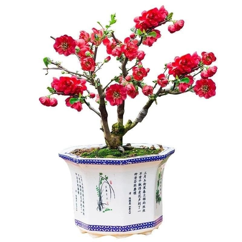 【送花盆包成活】四季种植海棠树苗盆景开花庭院室内阳台绿植