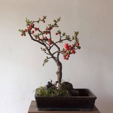 【送花盆包成活】四季种植海棠树苗盆景开花庭院室内阳台绿植