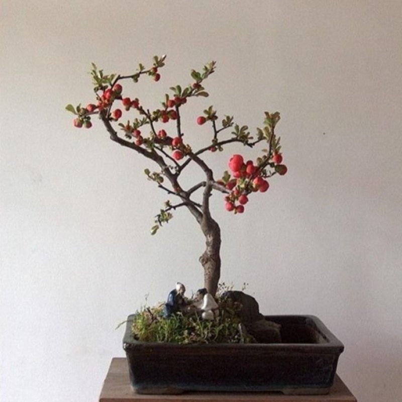 【送花盆包成活】四季种植海棠树苗盆景开花庭院室内阳台绿植