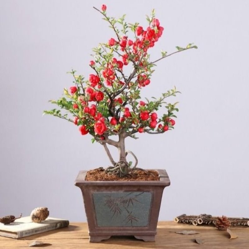 【送花盆包成活】四季种植海棠树苗盆景开花庭院室内阳台绿植