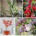 【送花盆包成活】四季种植海棠树苗盆景开花庭院室内阳台绿植