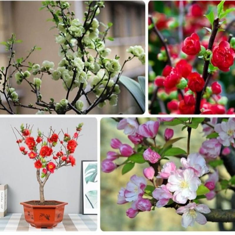 【送花盆包成活】四季种植海棠树苗盆景开花庭院室内阳台绿植