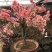 【送花盆包成活】四季种植海棠树苗盆景开花庭院室内阳台绿植