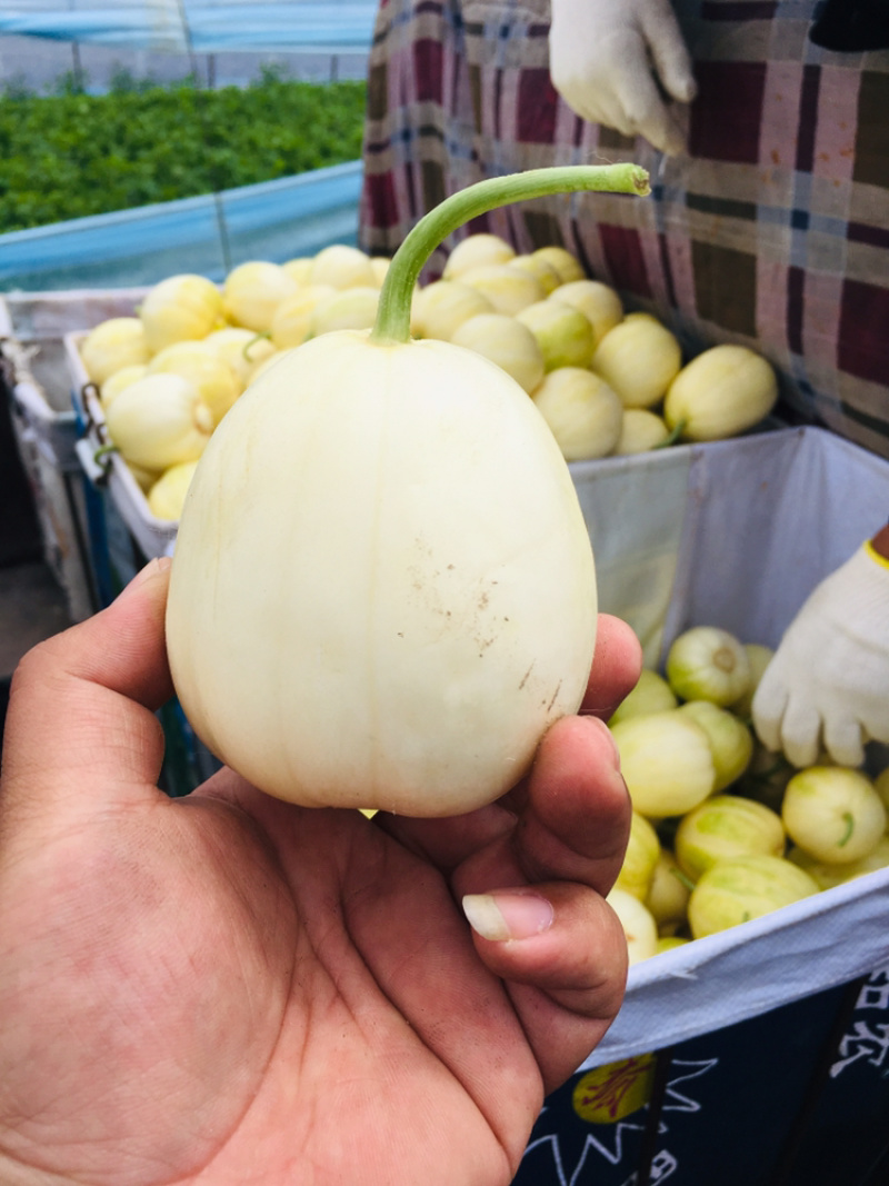 香瓜