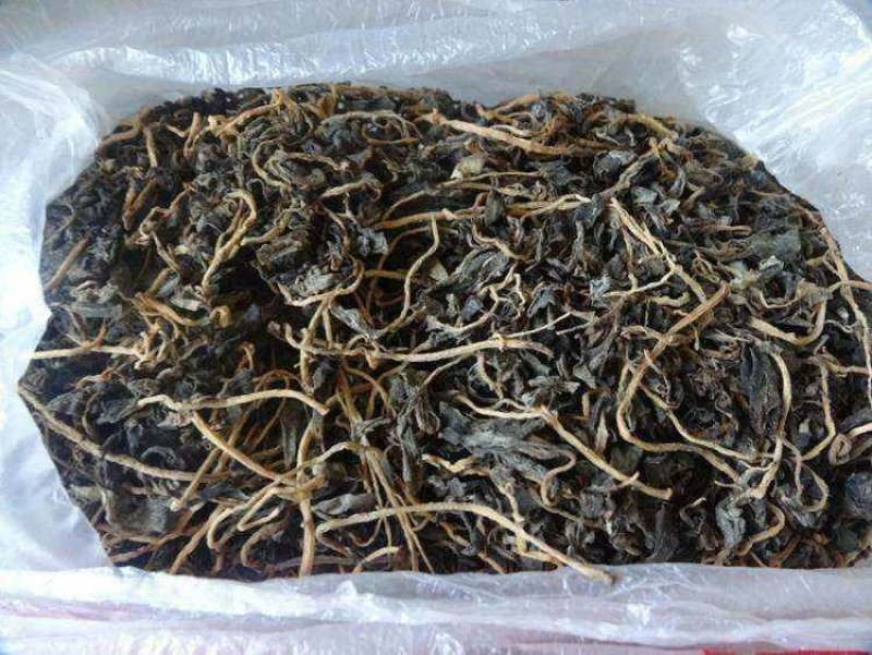 马齿苋野生马齿苋水煮晒干。没有根。可以食用。